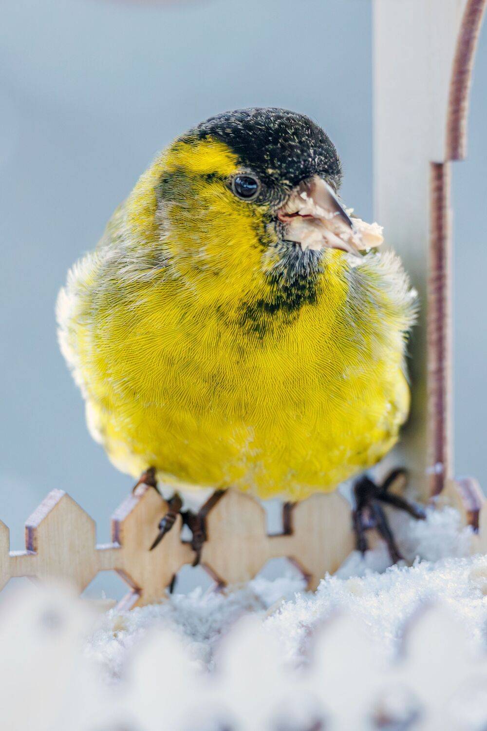 Чиж, Алексей Волков