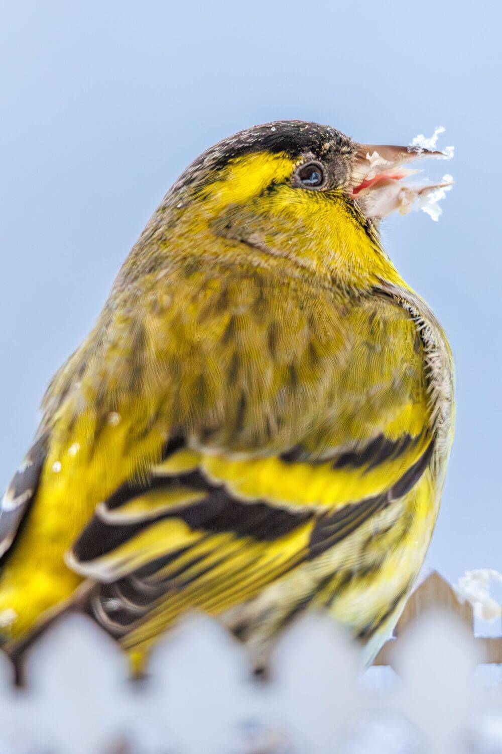 Чиж, Алексей Волков