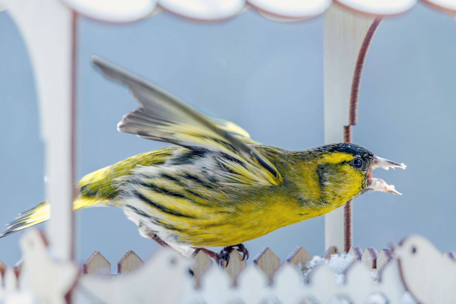 Чиж, Алексей Волков