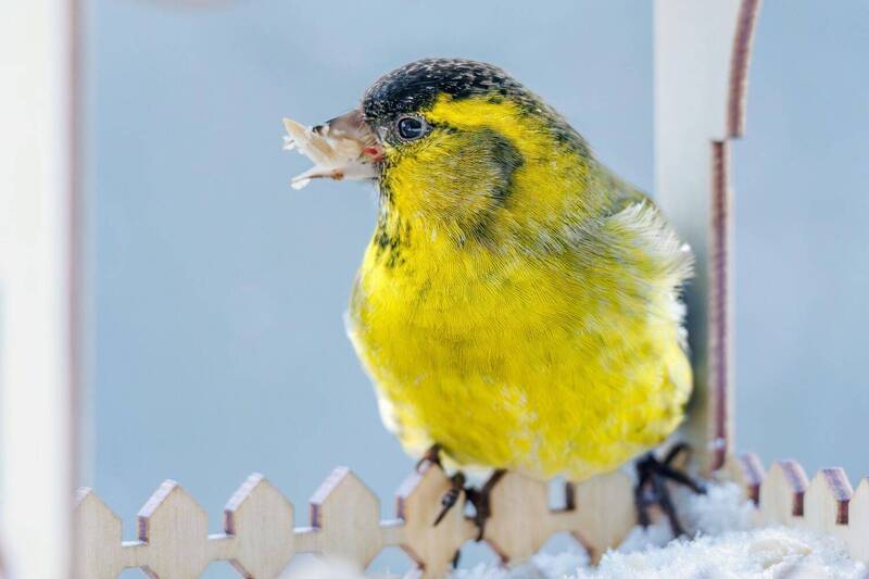 Чиж  фото превью
