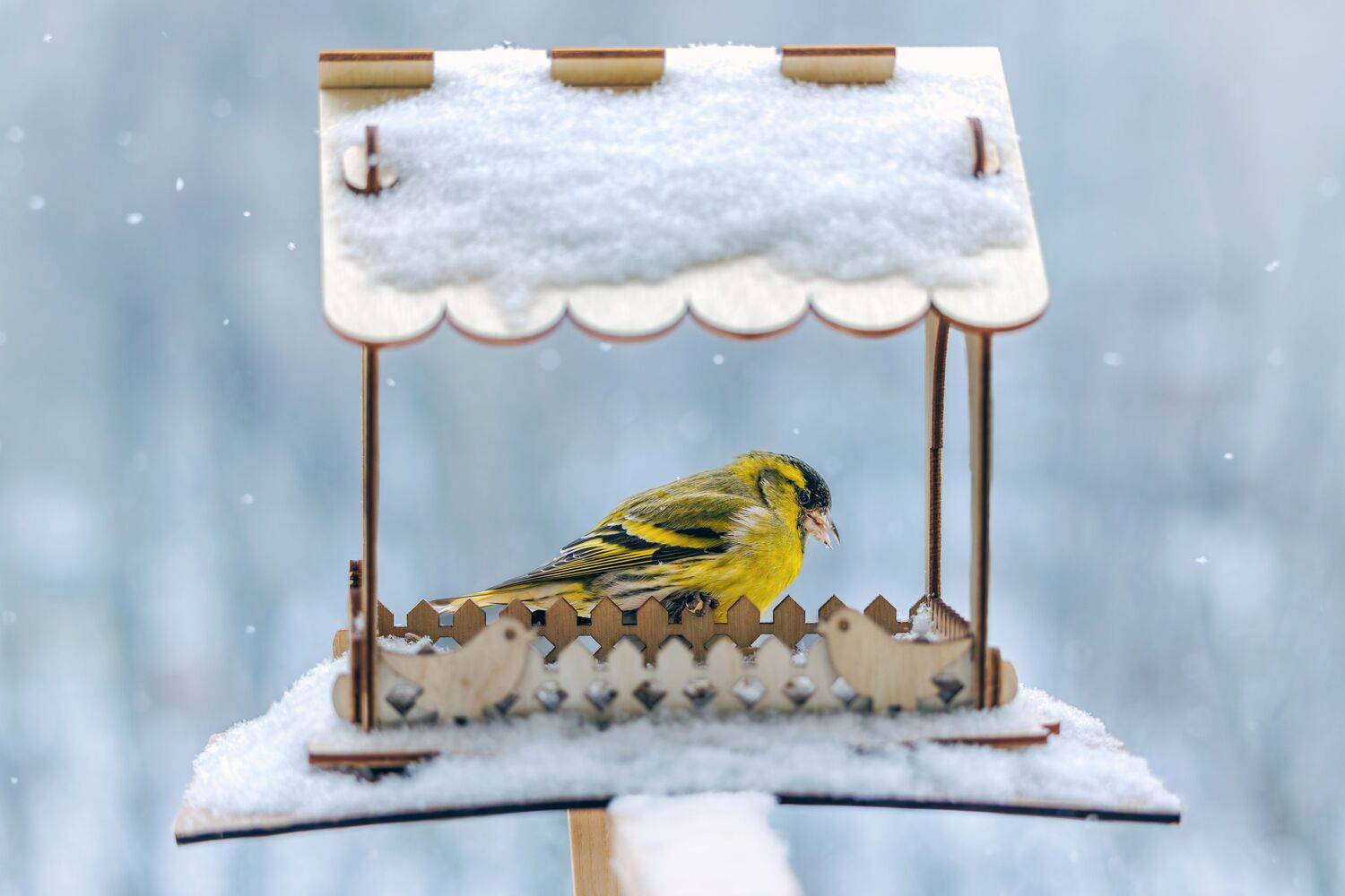 Чиж, Алексей Волков