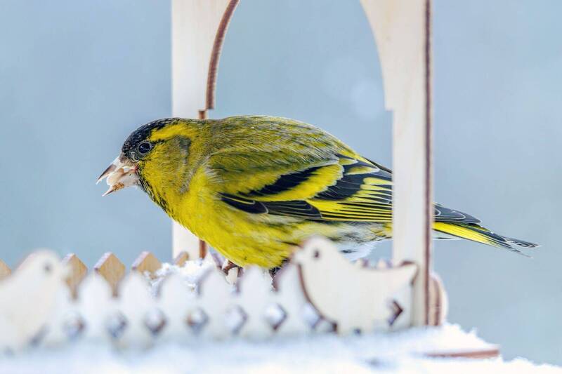 Чиж  фото превью