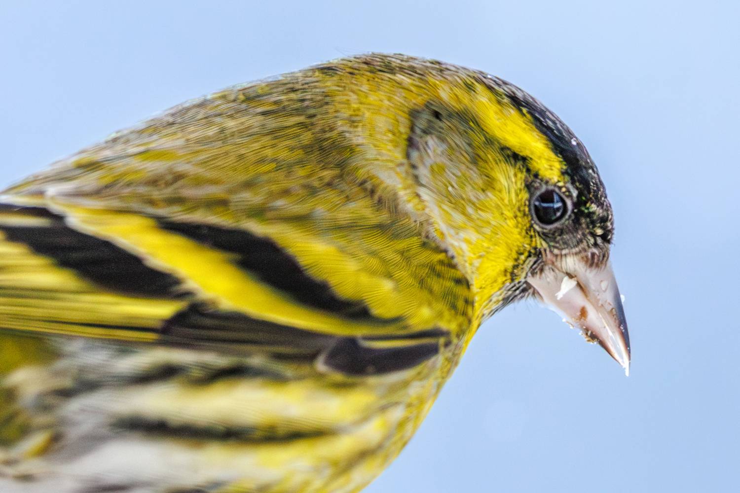 Чиж, Алексей Волков