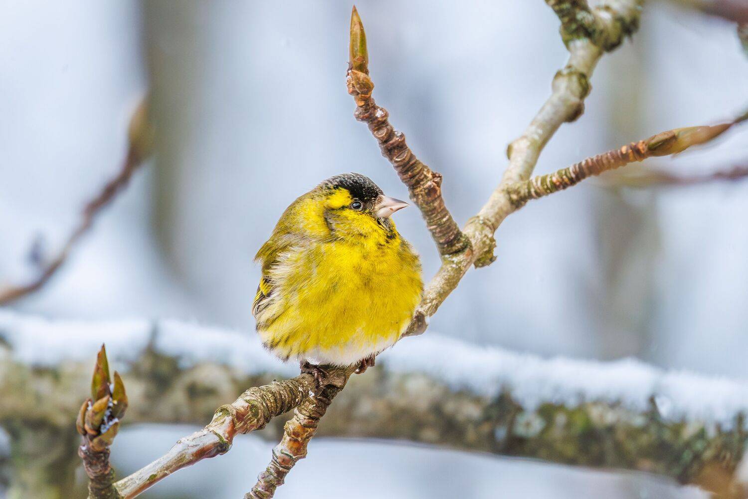 Чиж, Алексей Волков