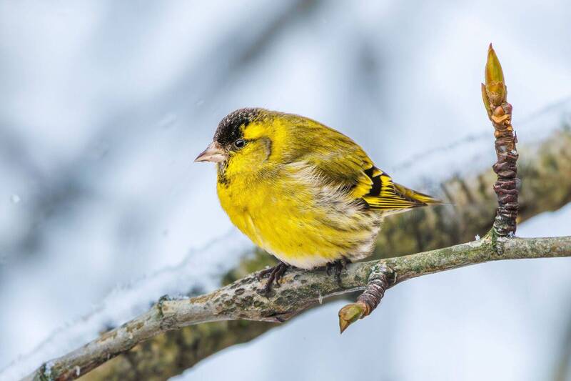 Чиж  фото превью