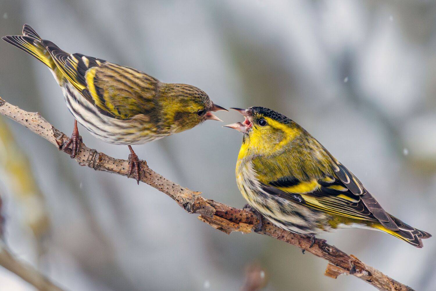 Чиж, Алексей Волков