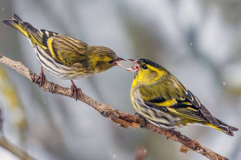Чиж  фото превью