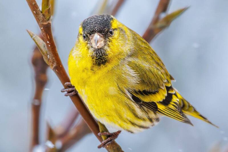 Чиж  фото превью