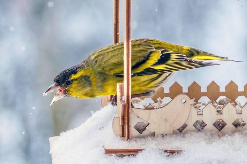 Чиж  фото превью