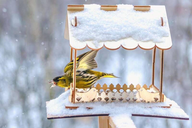 Чиж  фото превью