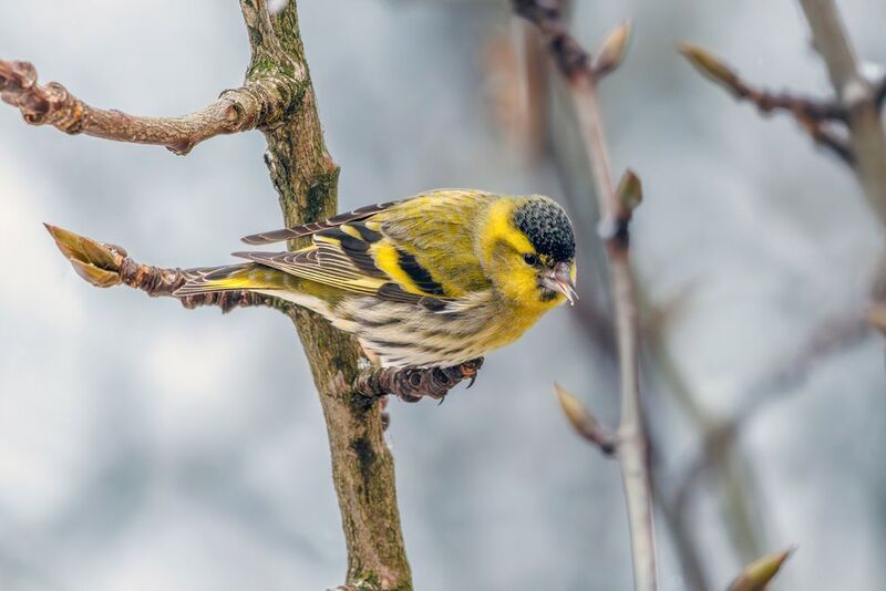Чиж  фото превью