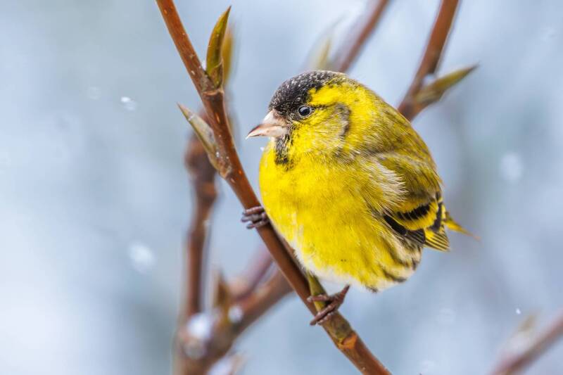 Чиж  фото превью