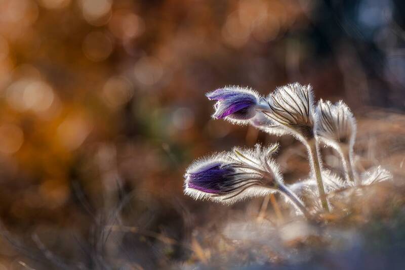 nature, macro, close-up, wildflower, light Vulnerable / Уязвимые фото превью