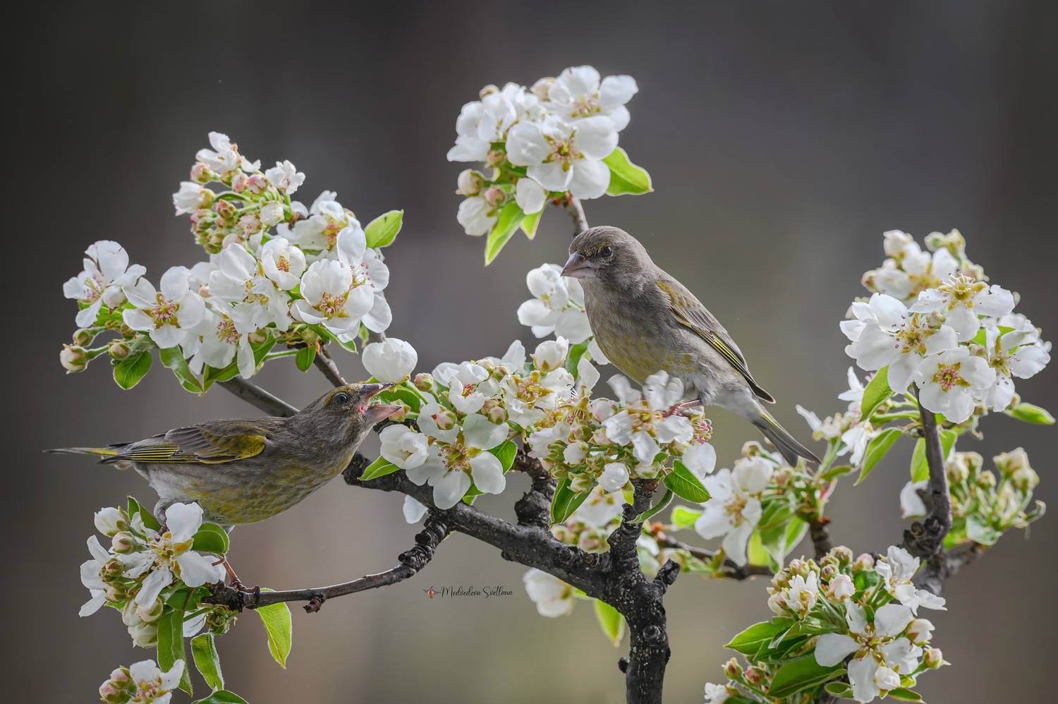 фотоохота, птица, весна, зеленушка, Медведева Светлана
