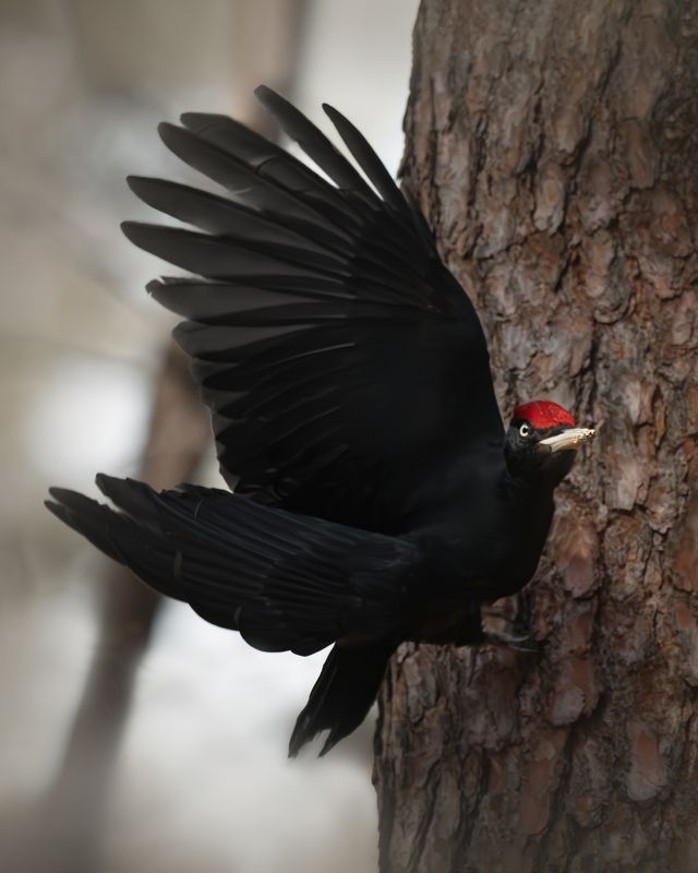 Лесной дементор. Желна фото превью