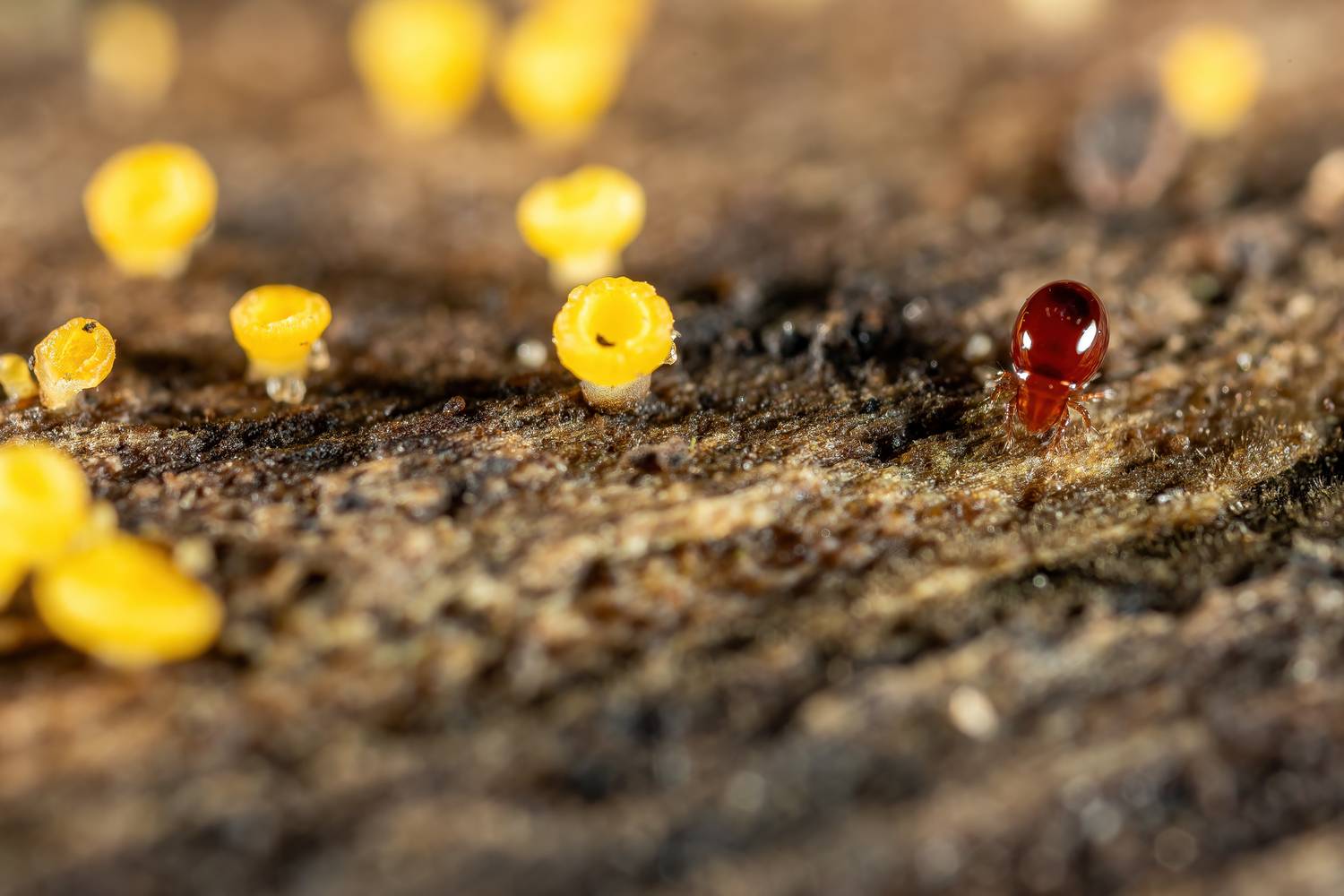 , Кузнецов Дмитрий