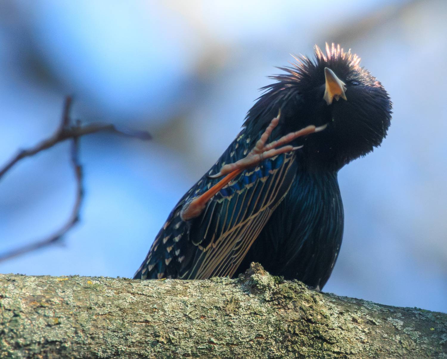 весна, скворец, птица, Светлана Холодняк