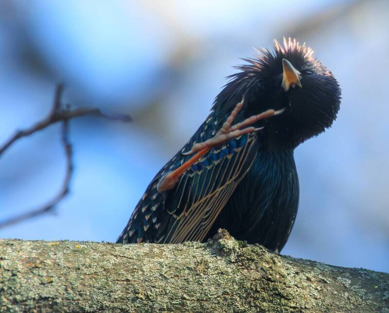 весна, скворец, птица Привет, солнышко! ;) фото превью