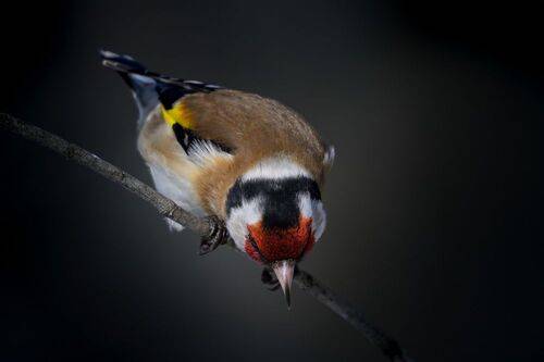 не смотри вниз