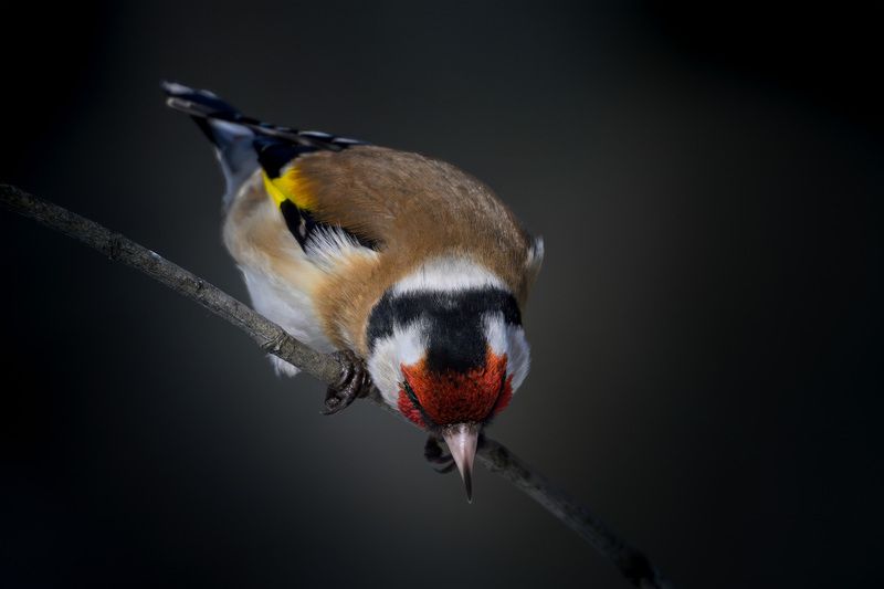 щегол, птицы, фотоохото, Измайлово не смотри вниз фото превью