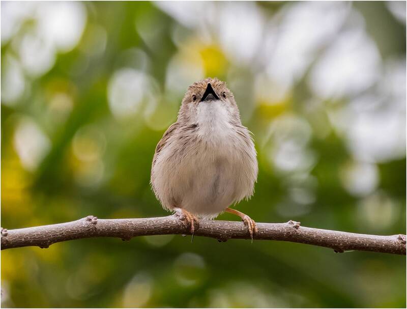 приния изящная, птица Приния изящная. фото превью