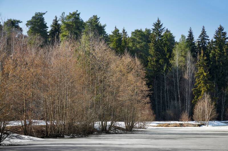 лес, зима У озера фото превью