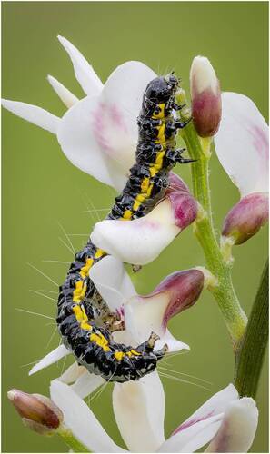 Обнимашки.Гусеница Бобовой огневки.(Uresiphita gilvata).