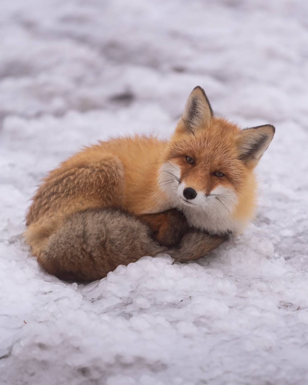 , Алексей Проняхин