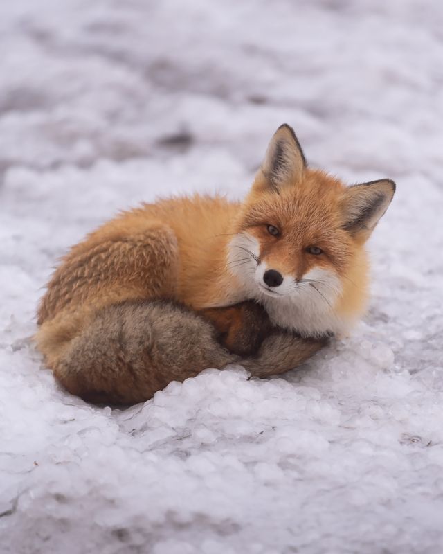 Хитрый лис фото превью