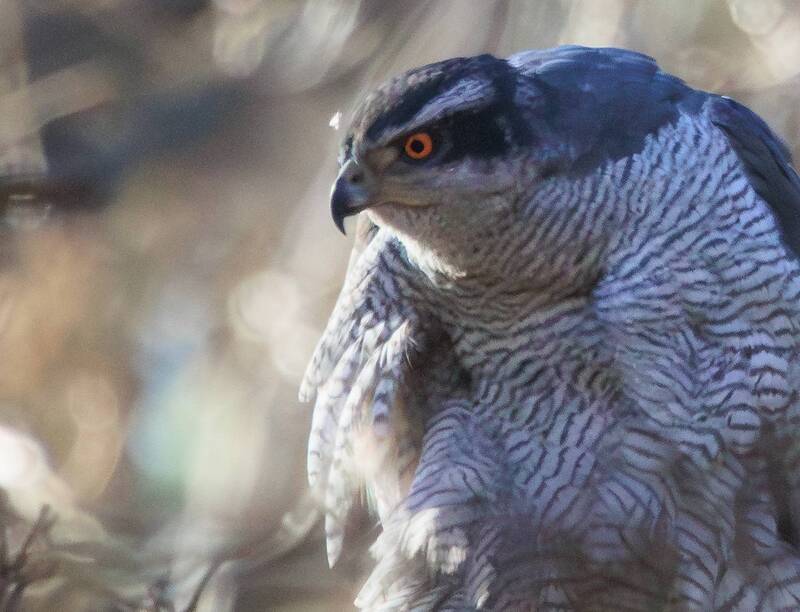 птица, ястреб-тетеревятник Перед броском фото превью