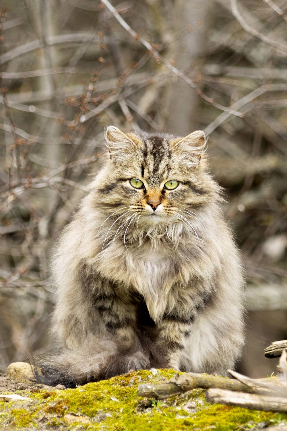 , Валерий Черняк