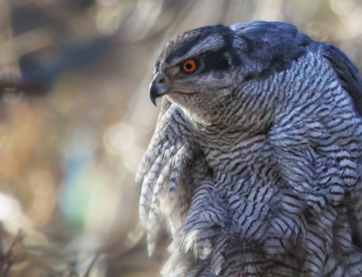 птица, хищник, ястреб, ястреб-тетеревятник, Светлана Холодняк