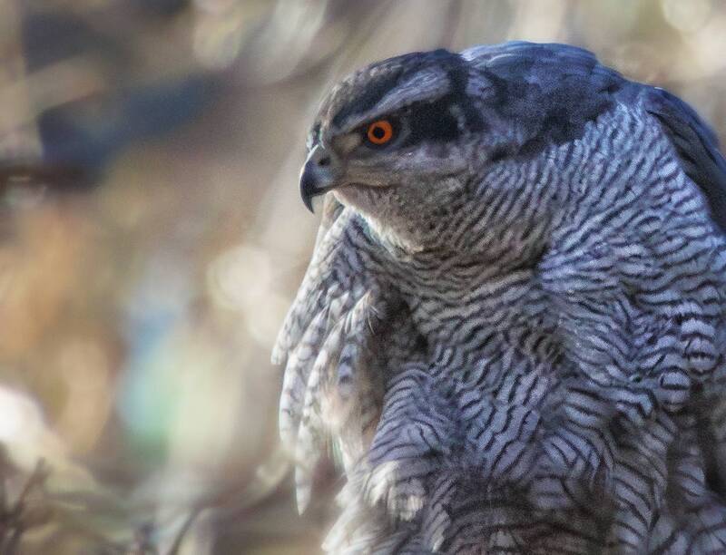 птица, хищник, ястреб, ястреб-тетеревятник Перед броском фото превью