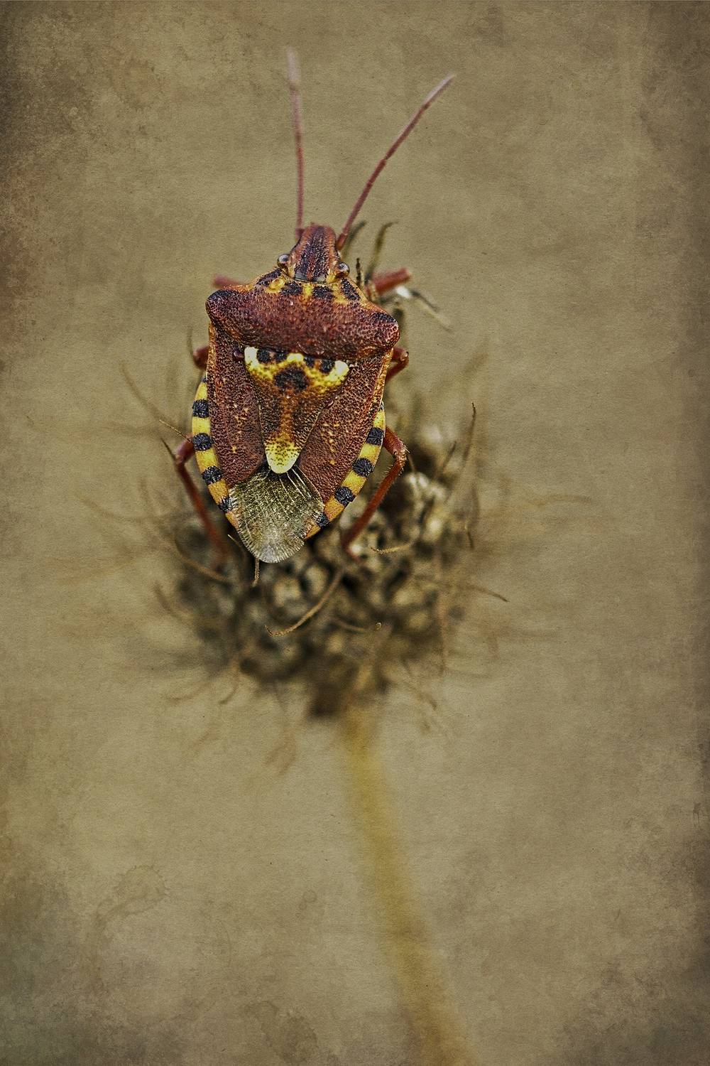 insect, nature, arthropod, close up, hemiptera, Andr&eacute;s Emilio
