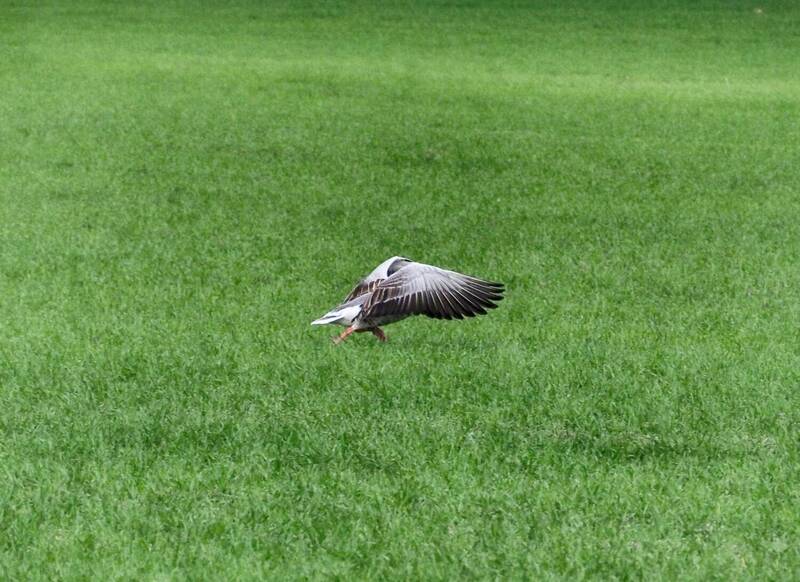 Fly фото превью