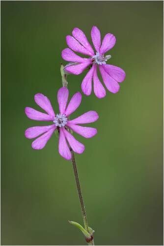 Смолёвка окрашенная (лат.Silene colorata).