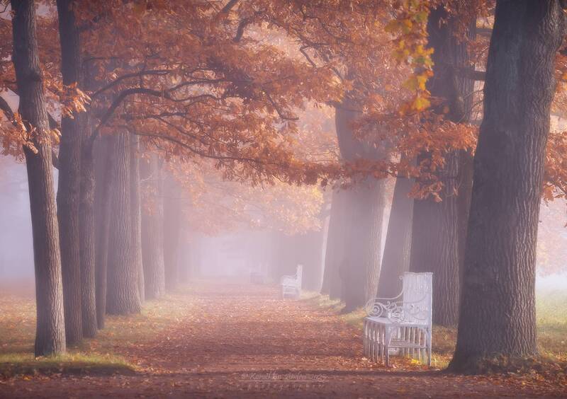 ... на туманных аллеях ... фото превью