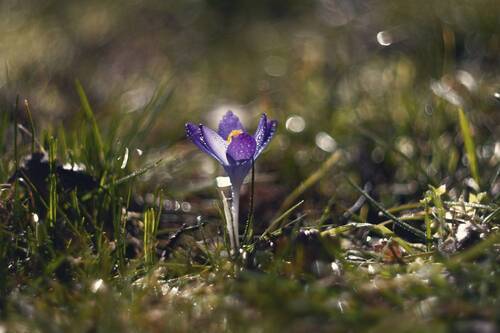 Истории мартовских крокусов.