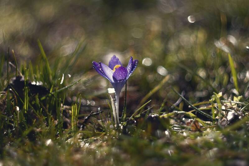 весна, март, цветы, крокусы, цветение, красота, природа, крымская_природа, керченская_весна, нежность, жизнь, пробуждение, мануальная_оптика, винтажный_объектив, mc_helios_77m_4, керчь, крым, россия Истории мартовских крокусов. фото превью