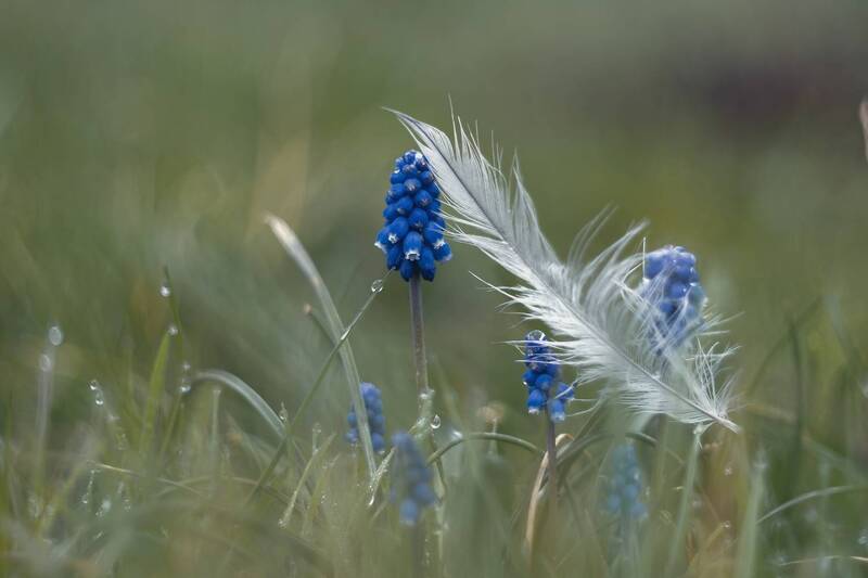 весна, март, красота, природа, цветы, мускари, крымская_весна, керченская_природа, пробуждение, жизнь, макро, капли, дождь, боке, мануальная_оптика, винтажный_объектив, mc_helios_77m_4, фотографирую_весну, фотографирую_природу, керчь, крым, россия Забавные мускари. фото превью