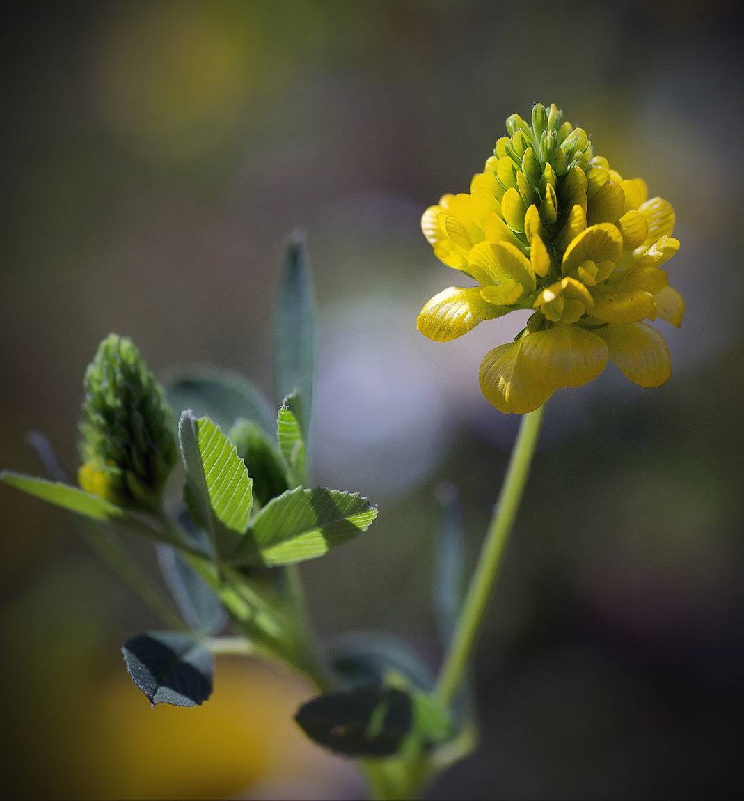 , Сергей Аникин