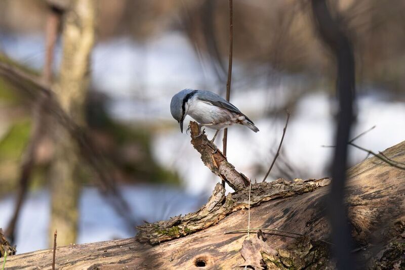 nuthatch, eurasiannuthatch, bird, birdphotography, birdwatching, wildlifephotography, branch, bark, forest, spring, quietmoment, поползеньобыкновенный, поползень, весна, лес, ветка Searching the Unseen фото превью