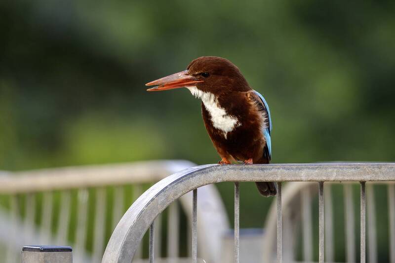 Красноклювая альциона. (Белогрудый зимородок) фото превью
