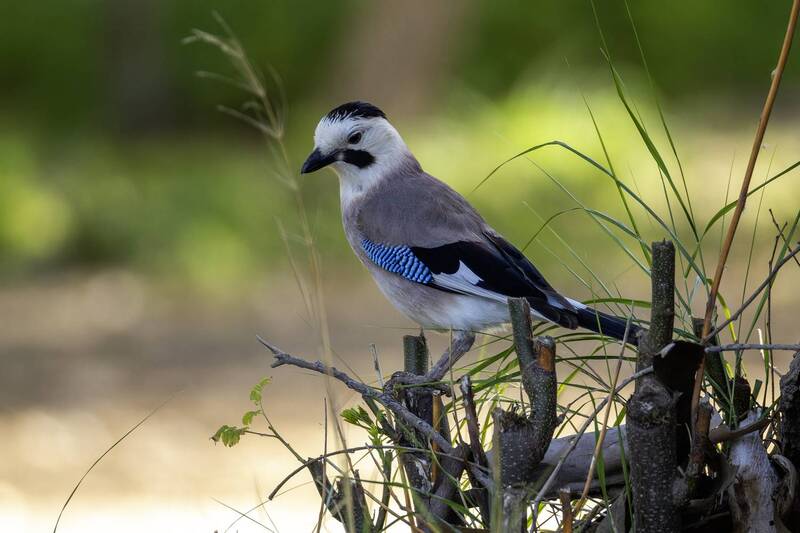 Сойка. фото превью