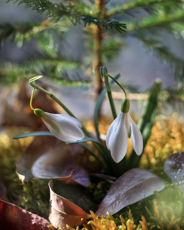 подснежники, весна, апрель, ирина горюкина, беларусь Апрель фото превью