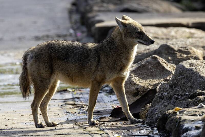 Золотистый шакал. фото превью