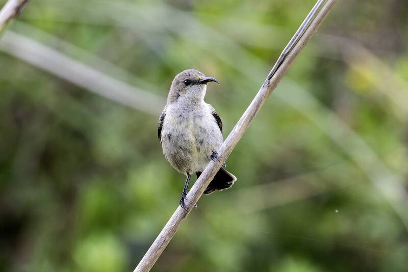 Палестинская нектарница. фото превью