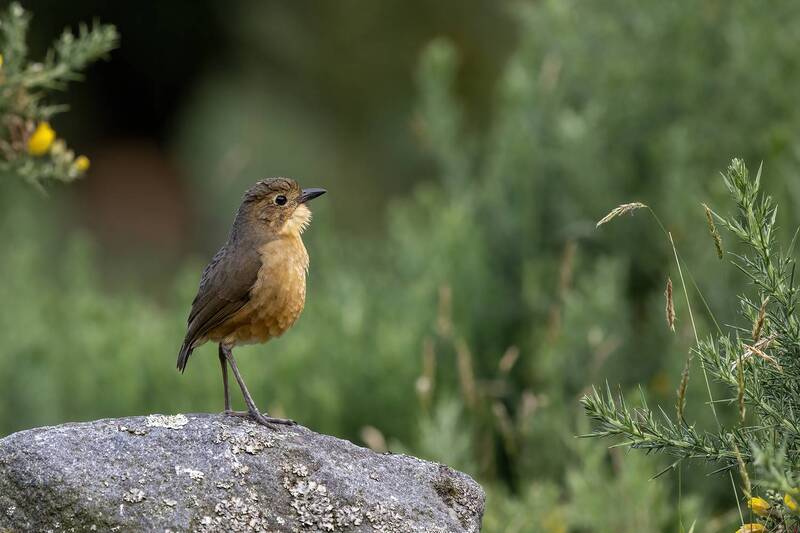 Tawny Antpitta фото превью