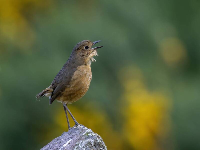Tawny Antpitta фото превью