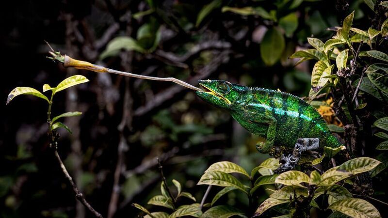 Хамелеон, Мадагаскар Молниеносный обед хамелеона фото превью
